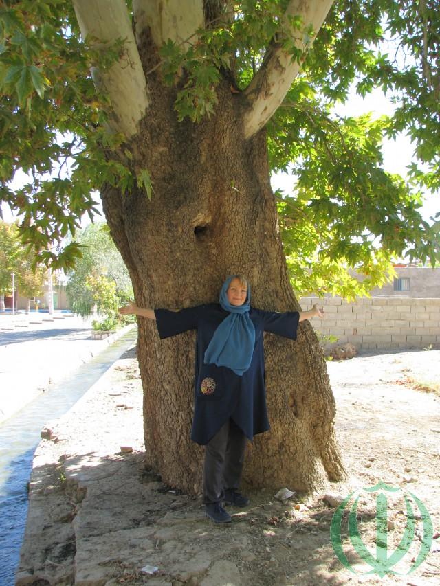 По Керману. Махан — город платанов. По Керману. Махан — город платанов.