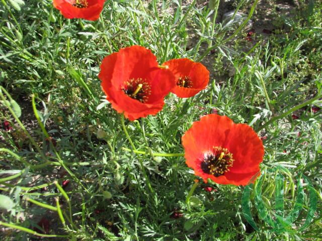 Провинции (останы) Ирана. Хамедан Провинции (останы) Ирана. Хамедан