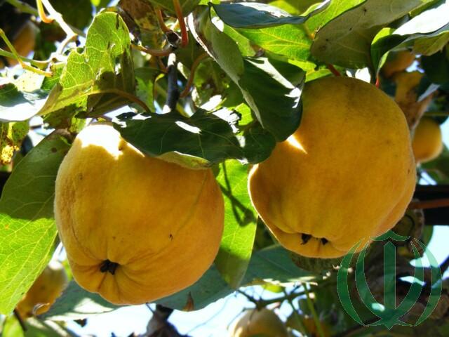 Иранская айва Иранская айва