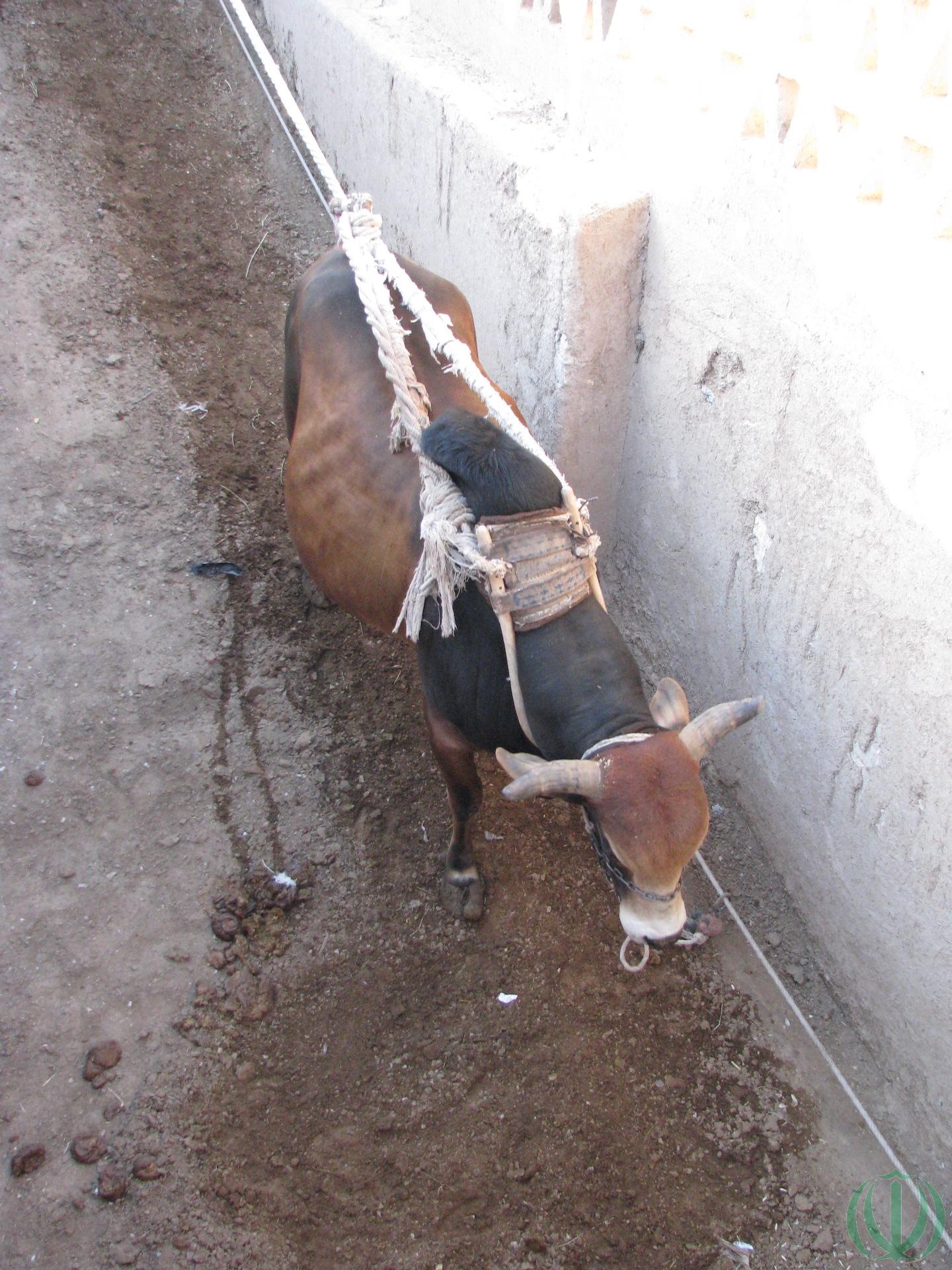 Исфахан туристический. Варзане Исфахан туристический. Варзане